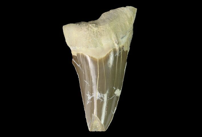 Partial Cretaceous Shark (Cretoxyrhina) Tooth - Kansas #142959